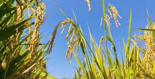 　　图为五常大米稻穗画面