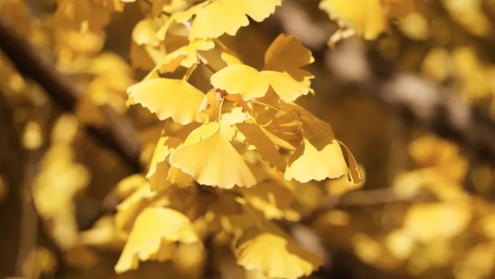 在常德路上，金黄的银杏树在冬日寒风中落叶飞舞，降下一场熠熠生辉的银杏雨。