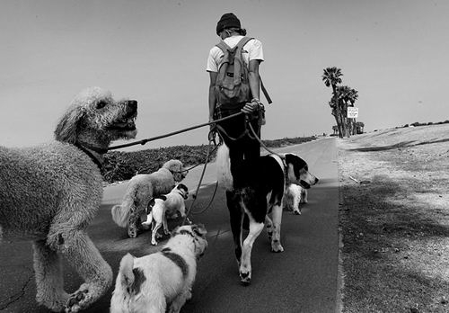 图片来源：Paul Bersebach