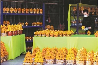 岭南花卉市场上，年宵花已经摆放好，代表“五代同堂”的黄金果灿如黄金。 陈忧子 摄