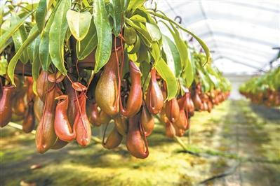 猪笼草寓意财富猪笼入水，向来是较受欢迎的年花。苏韵桦摄