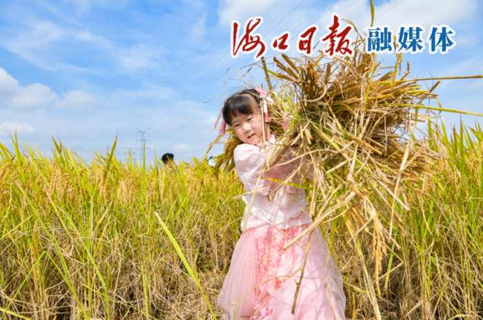 　　2022年10月30日，在龙华区龙泉镇美仁坡村委会，小朋友在田间地头割稻打谷，体验农耕文化。海口日报融媒体记者 康登淋 摄