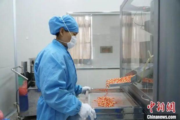 资料图：员工正在生产胶囊。　　