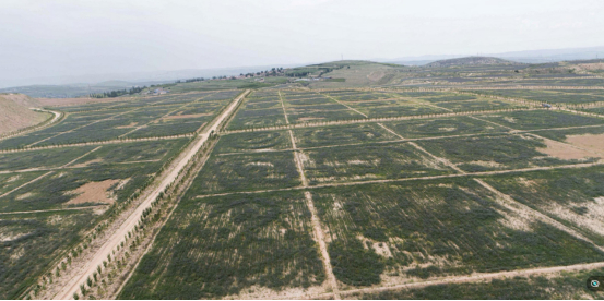　　中煤平朔集团东露天矿复垦区