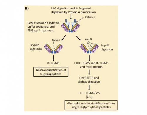 　　CD24Fc蛋白多酶切和CID裂解O-糖位点分析流程