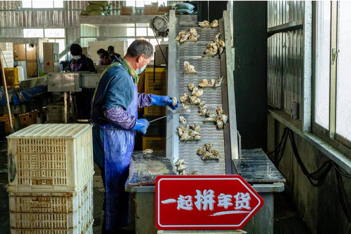 ▲刚捕捞上来的生蚝，通过设备清洗和人工二次清洗，洗去表面90％的淤泥和附着物，进入自动化分拣流程。