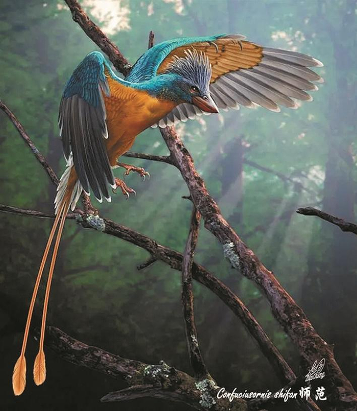     师范孔子鸟复原图。    沈阳师范大学供图