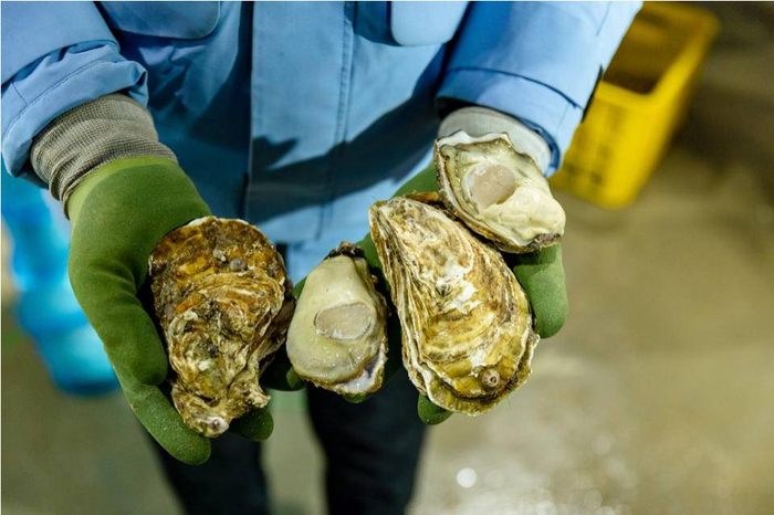 ▲近日，有着“海中牛奶”之称的乳山生蚝，被列入2023年“多多年货节”活动重点扶持的地标、品牌农产品行列。