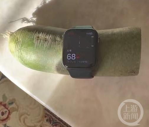 ▲苹果手表测出了萝卜的“心率”。