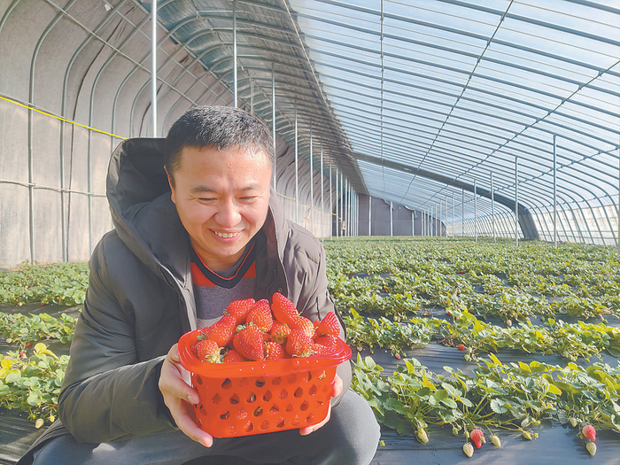     ▲    图为慕名而来的游客正在采摘草莓。    本报记者 杨巍 本报通讯员 张广宇 摄