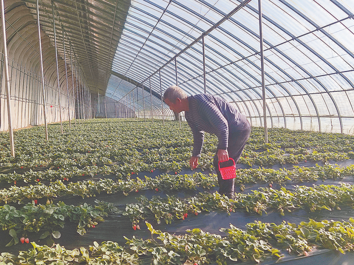     ▲图为工人正在采收草莓。    本报记者 杨巍 本报通讯员 张广宇 摄