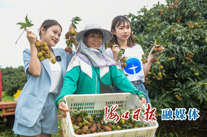 　2022海口火山荔枝“云庆丰收”主题活动在琼山区三门坡镇荔海共享农庄举行，市民游客体验采摘乐趣。海口日报记者 康登淋 摄