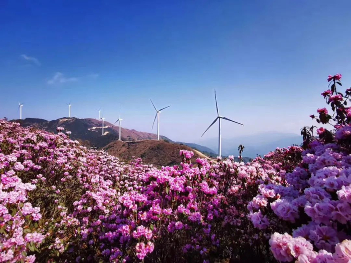德昌营盘山花海风