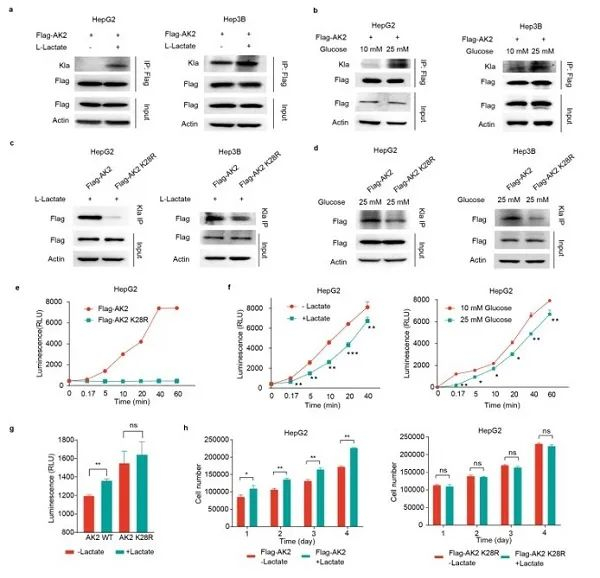 图2.AK2关键乳酰化位点功能研究