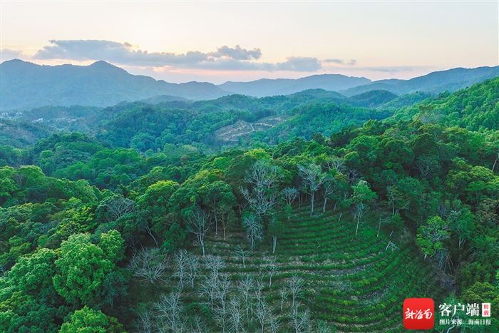 　在高山云雾间生长的海南大叶茶。海南日报记者 李天平 摄