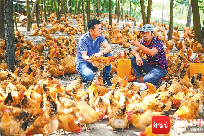 　　在文昌水北村，养鸡帮助村民实现脱贫致富。海南日报记者 张茂 摄
