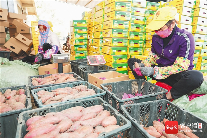 在澄迈县沙土村，桥头鼎沙地瓜销售合作社工人在打包地瓜。海南日报记者 武威 摄