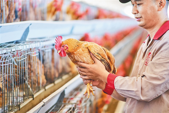 标准化工厂繁育的文昌鸡。海南日报记者 封烁 摄