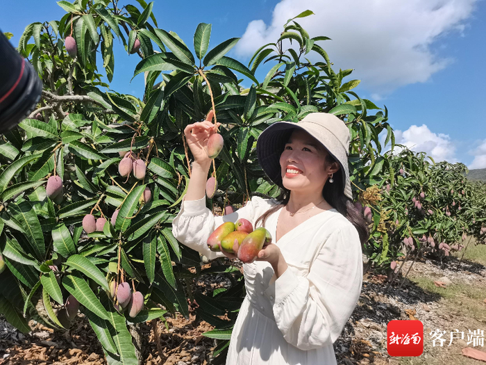 市民在采摘三亚芒果。新海南客户端记者利声富 摄