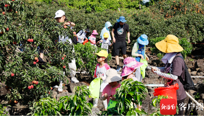 　　市民游客体验入园采摘荔枝。秀英区委宣传部供图