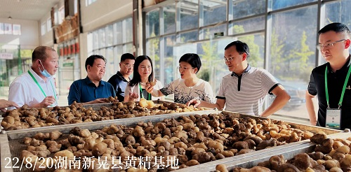 联盟秘书长王琼（右三）研究员等专家考察新晃黄精产业园。联盟供图