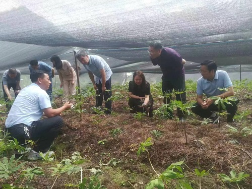 联盟理事长王凤忠（右二）、常务副理事长范蓓（右三）等专家考察甘肃舟曲中藏药材。联盟供图