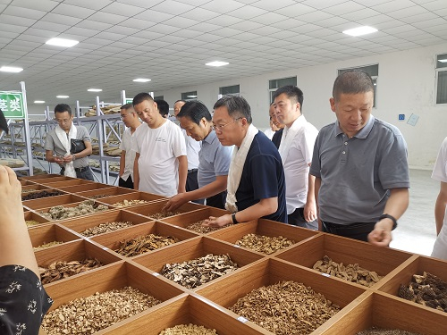 联盟理事长王凤忠（右三）等专家考察甘肃舟曲中藏药材产业。联盟供图