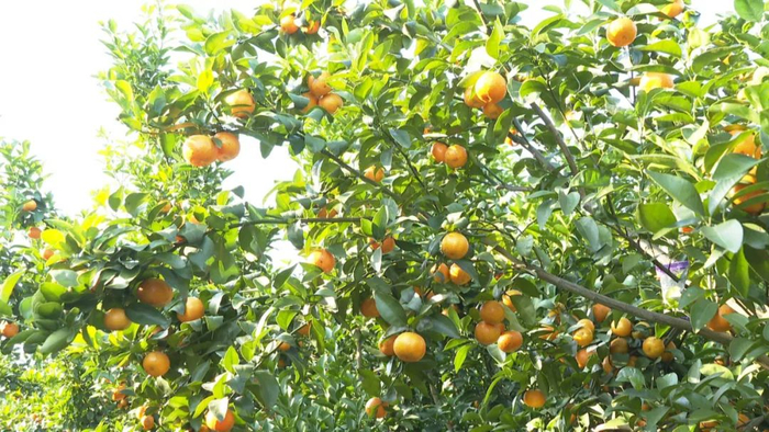 △图源 四会发布