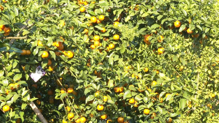 △图源 四会发布