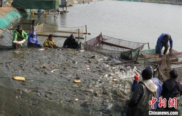 一网下去水花四溅，青鱼活蹦乱跳地进了网箱。　孙权 摄
