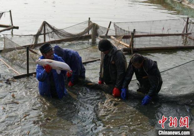 看着一条条大鱼出水，渔民们脸上满是笑意。　孙权 摄