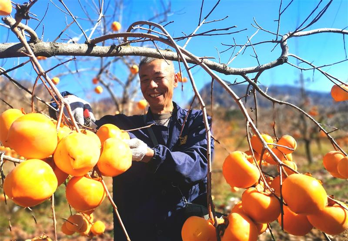 段村乡四龙庙村柿农开心地采摘丰收的牛心柿。王家臣摄