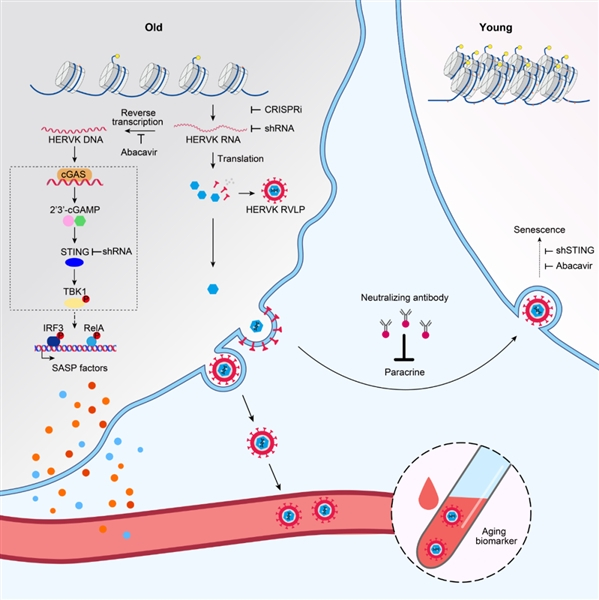 图2. 内源性古病毒复活驱动衰老的机制与干预策略