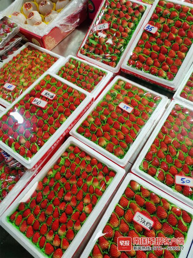▲产自安徽的奶油草莓质优价美。南国早报客户端见习记者 周志方 摄