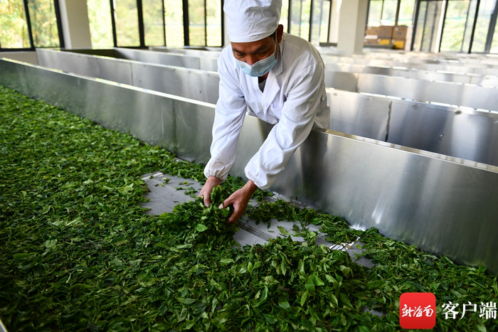 　　海南五指山，一茶厂的生产车间。记者 陈卫东摄