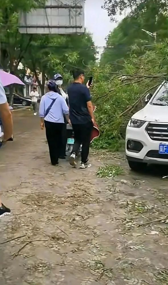 6月14日保定清苑区大风造成树木倾倒。