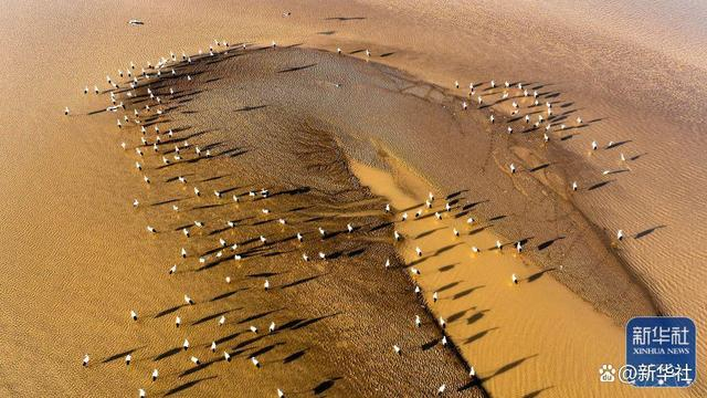 ↑这是2022年3月2日在山东黄河三角洲国家级自然保护区拍摄的东方白鹳（无人机照片）。新华社发（杨斌 摄）
