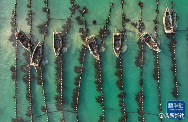 ↑2022年11月1日，在山东荣成爱伦湾海洋牧场，渔民驾驶渔船收获牡蛎（无人机照片）。 新华社发（李信君 摄）