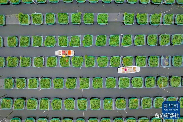 ↑2022年11月12日，湖北省孝感市云梦县开发区和平村村民在池塘中喂养黄鳝（无人机照片）。新华社发（胡学军 摄）