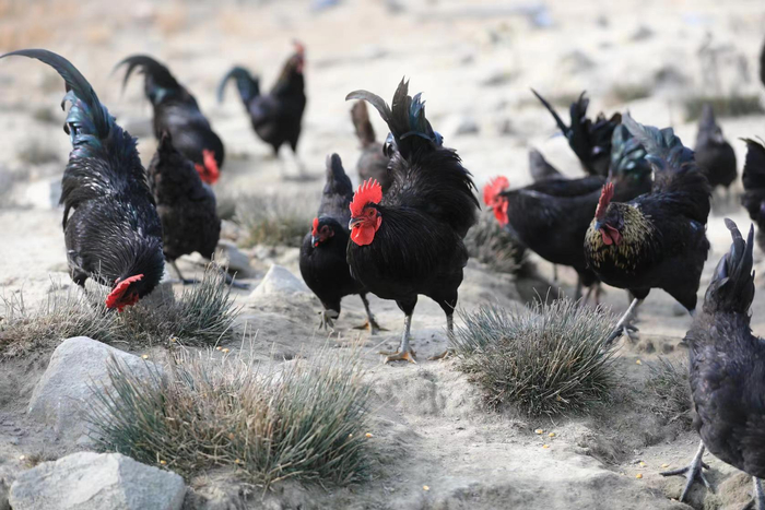 　　智慧引领，创优产业发展环境