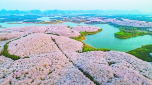 　　▲贵安樱花园内，花、湖、小岛相映成趣，美不胜收。