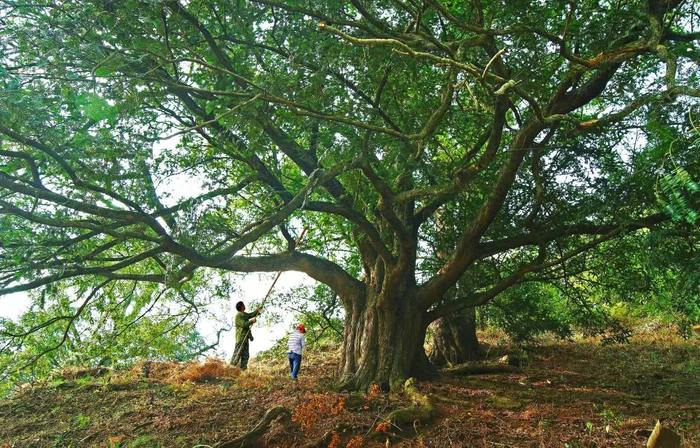 　　创新引领，推动产业融合发展