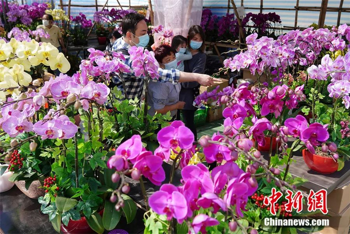 图为香港新春花市。张炜 摄