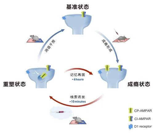 　　图 成瘾线索调控成瘾记忆的突触动态重塑机制