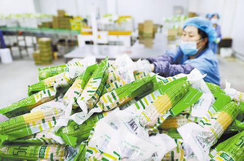     万全区鲜食玉米加工企业生产的糯玉米产品。河北日报通讯员 邢鹏飞摄