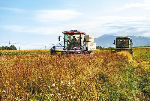     蔚县南杨庄乡麦子疃中药材种植基地4500亩知母种子收获场景。河北日报记者 赵 杰摄