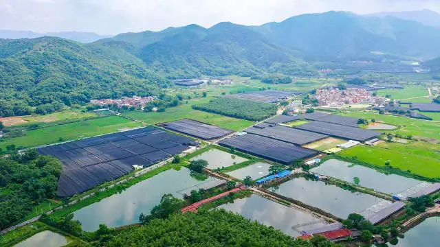 △四会市石狗镇环境清幽，气候宜人，是粤港澳大湾区最大的兰花种植基地。图源 四会发布