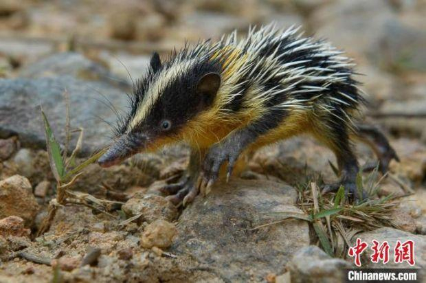 低地斑纹马岛猬是一种仅生活在马达加斯加的多样且特别的哺乳动物。　Chien C Lee　摄