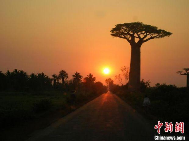马达加斯加的日落，这里是几种猴面包树的家园。　Association Vahatra　摄