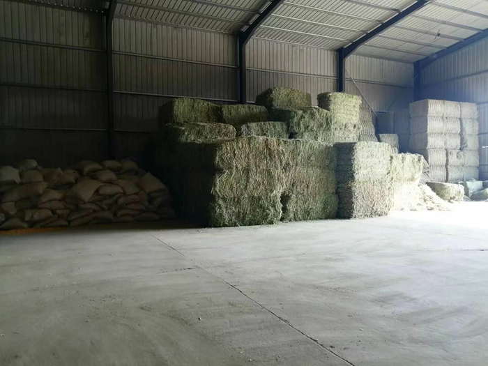 过去一年，奶牛养殖饲料、草料价格上涨。 &nbsp;受访者供图